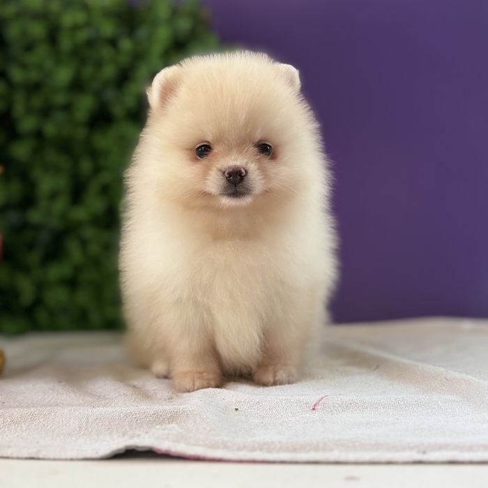 лялькова дівчинка шоу классу