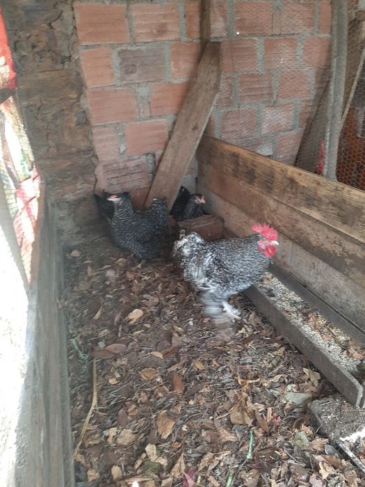 Ovos  malines para incubação