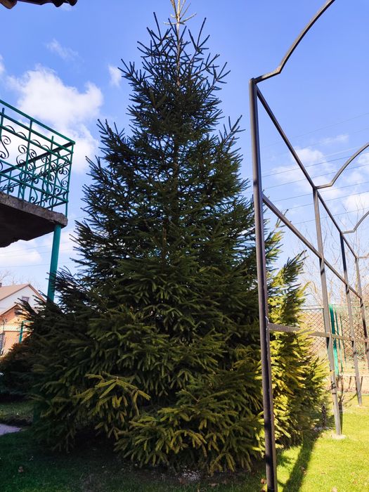 Ялинка 6  метрів.