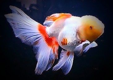 ,,Oranda Red fin,, goldfish welonka welonek welon welonki welonka
