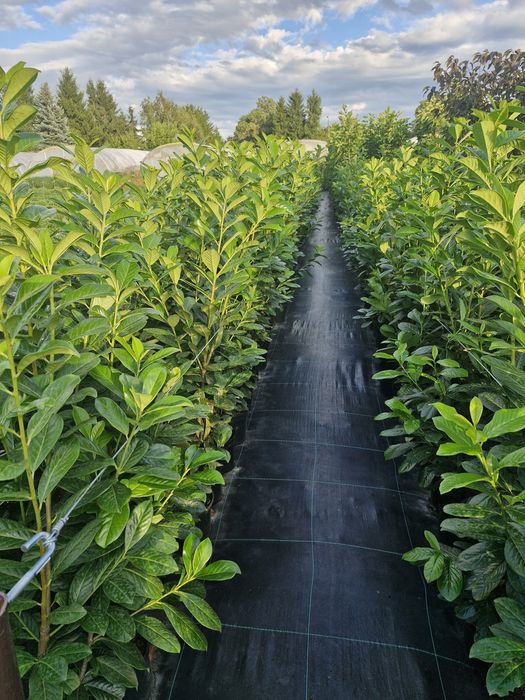 Sprzedam laurowiśnię