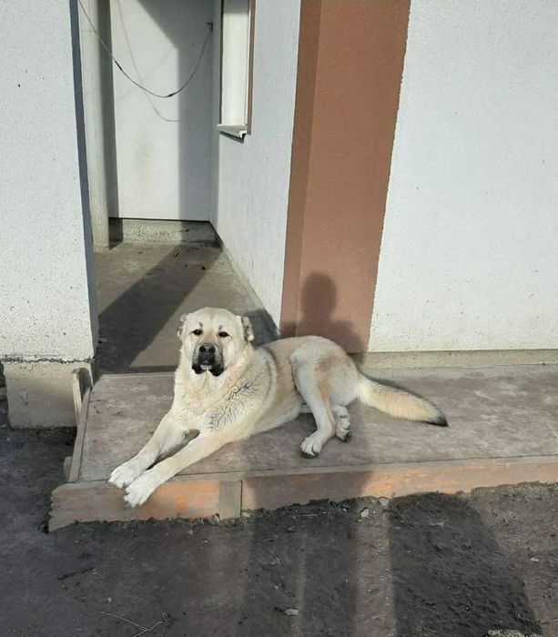 Кавказька вівчарка.Продаються.