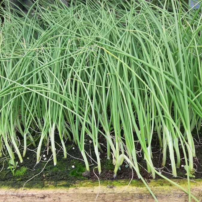 Rozsady warzyw - pomidor, papryka, ogórek, sałata,cebula, por, seler..