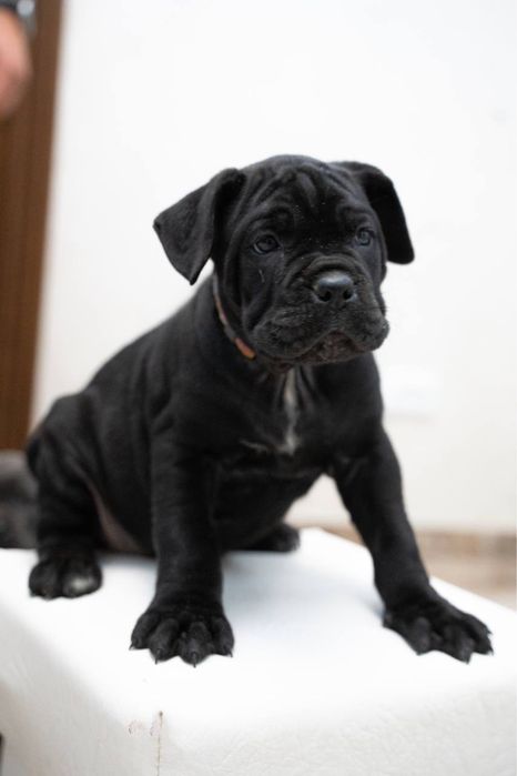 Cane Corso щенята