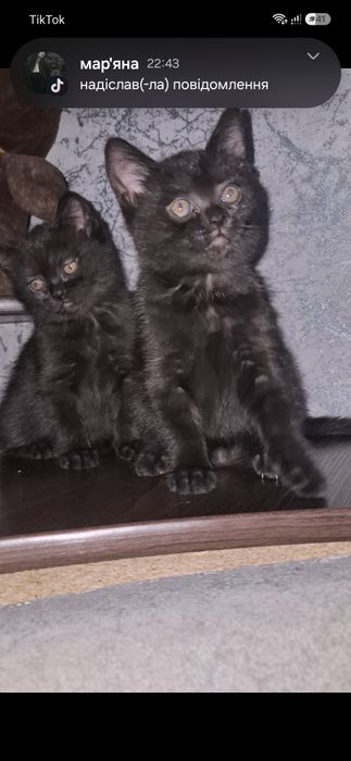 Британські короткошерсті кошенята шукають люблячі родини!
