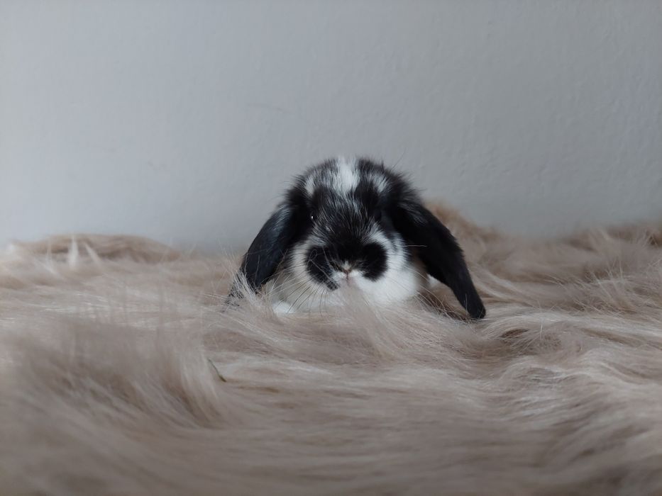 Króliki miniaturki baranki kłapousze