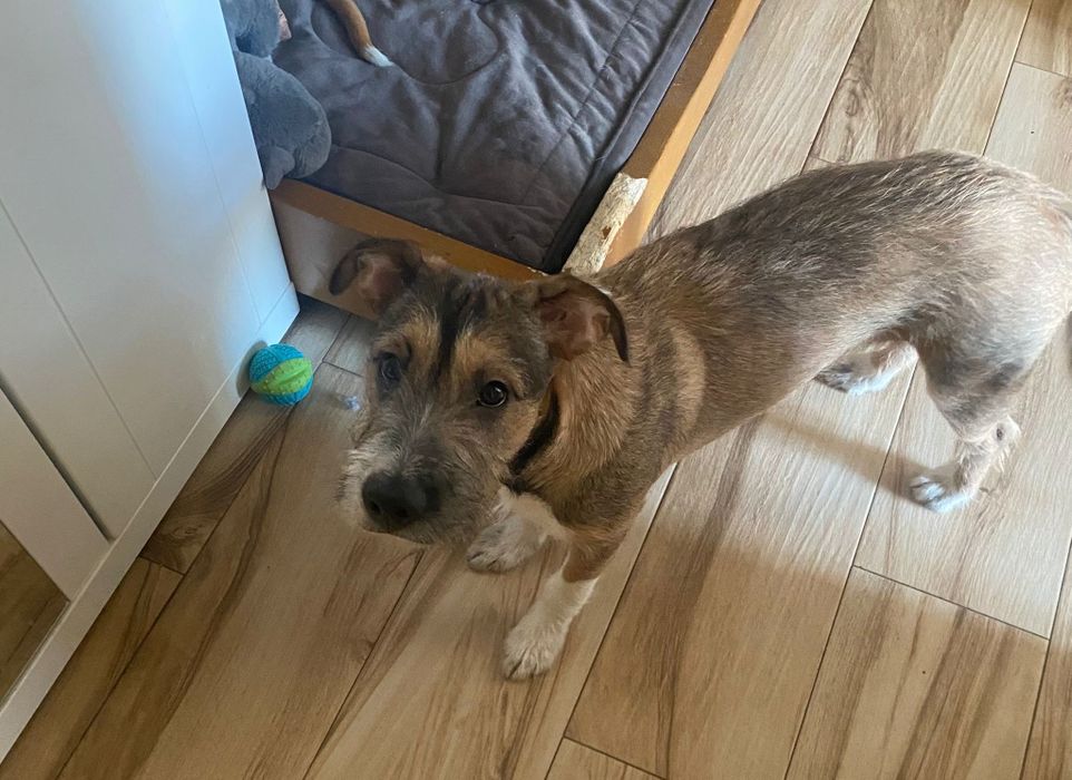 Oddam psa w dobre rece