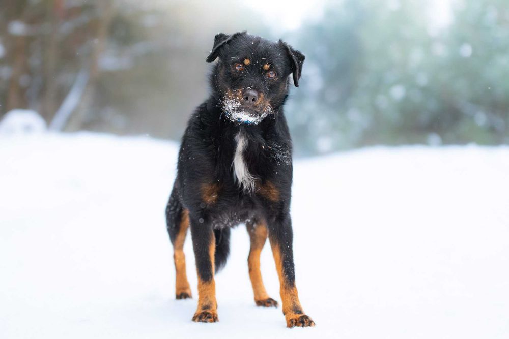 AVEO - mały, terierowaty, nieśmiały, delikatny