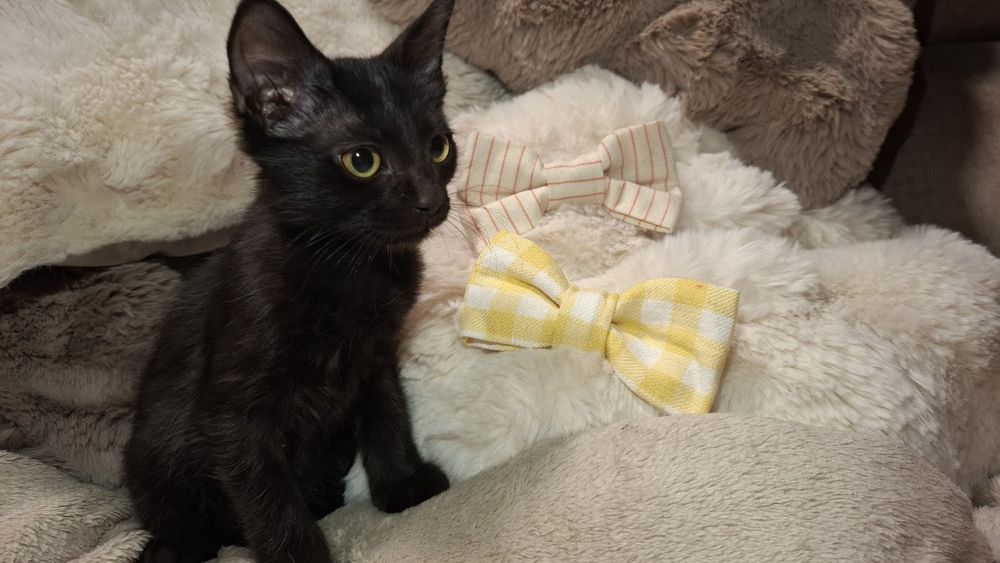 Gatinhos para adopção com oferta dos primeiros tratamentos veterinários