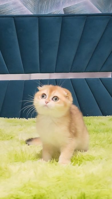 Шотландський хлопчик золота шиншила