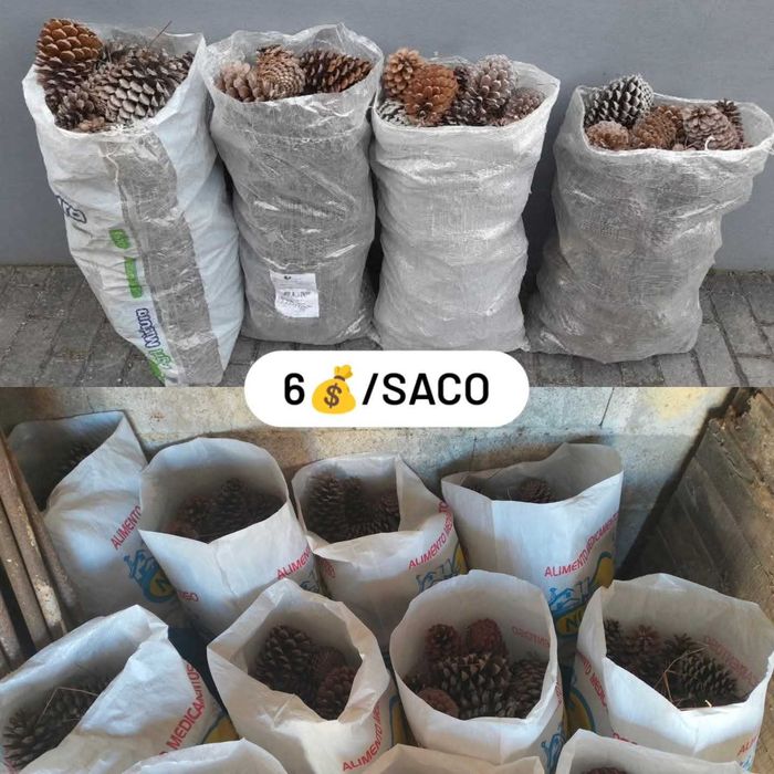 Sacos de pinhas *