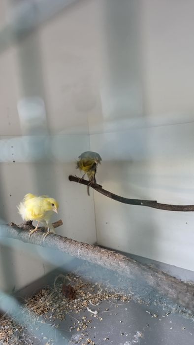 Casal de Frisados
