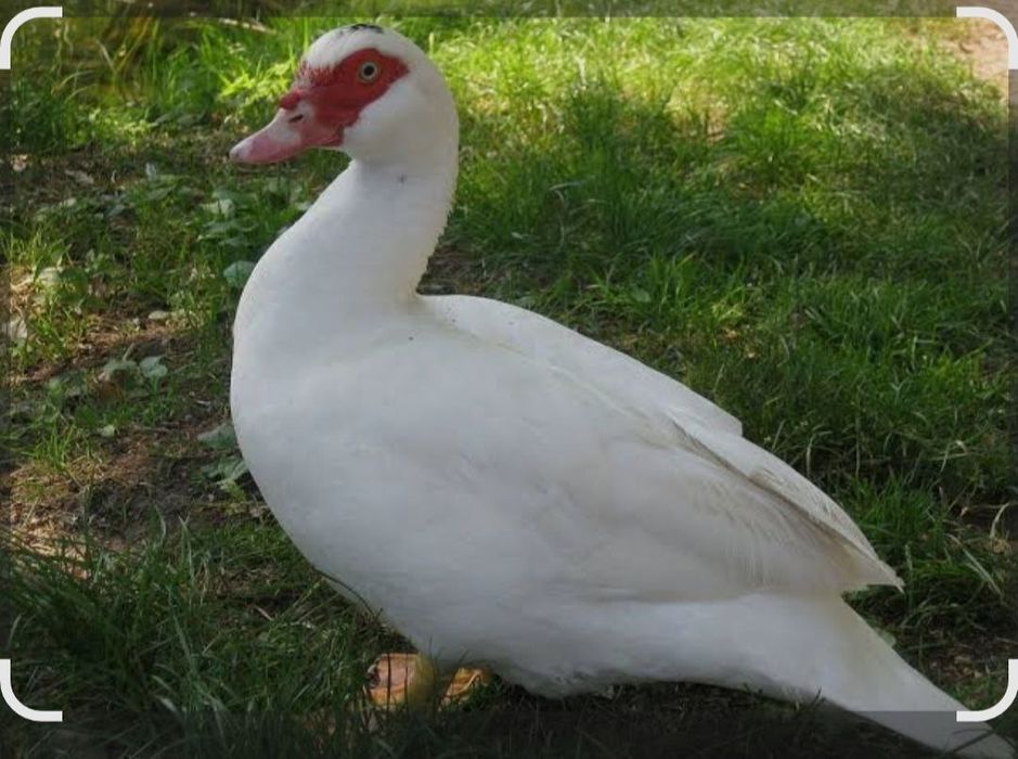 Индоутки, селезни немецкой линии