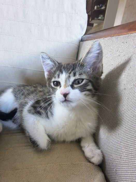 Piękny kocurek do adopcji