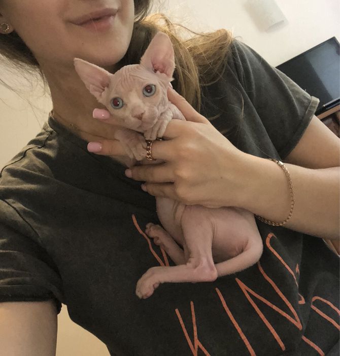 Біла поинт  сфинкс