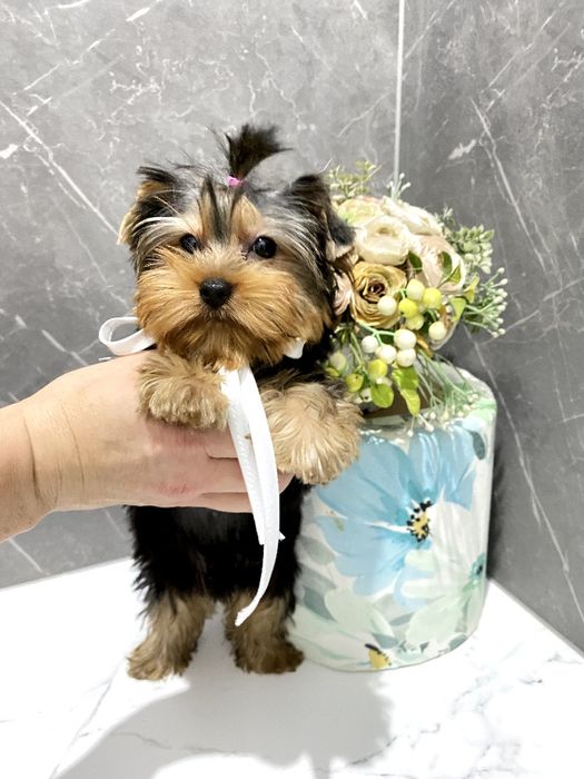 Йорки гарнесенькі