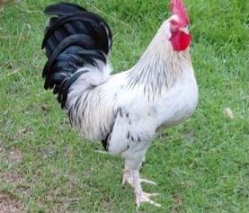 Garnizo e duas garnizas adultas