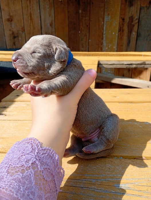 Piesek Pit Bull  Lilac / Shadow DKKennel  / Aqua Ghost Rider