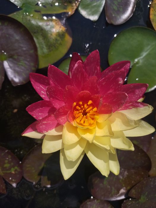 Нимфеи в прудик продам