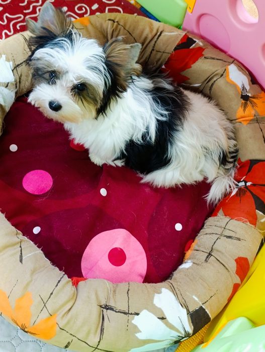 Бівер Йорк чудова дівчинка маленький стандарт