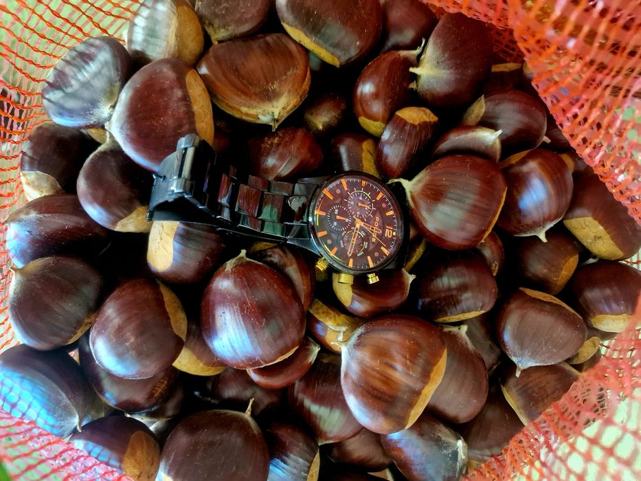 Castanhas em quantidade –Procura se comprador regular