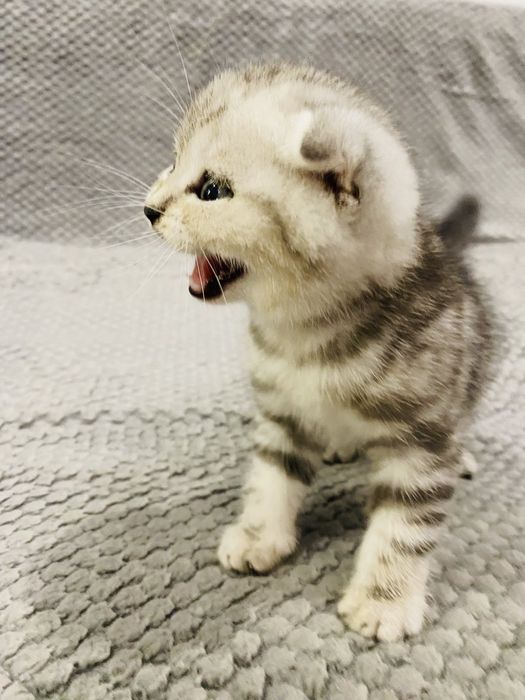 Шотландські малюки