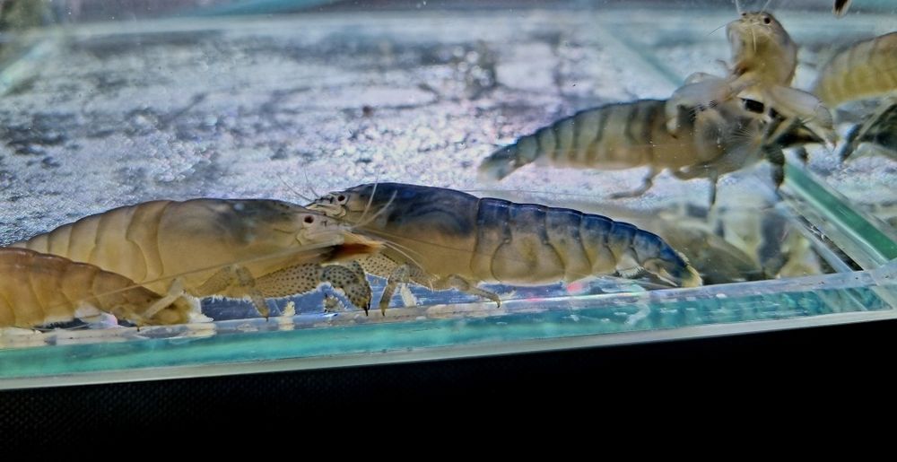 Krewetka filtrująca gabońska vampir