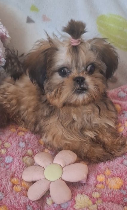 Hugo piekny mini chlopczyk Shih Tzu/ domowa hodowla
