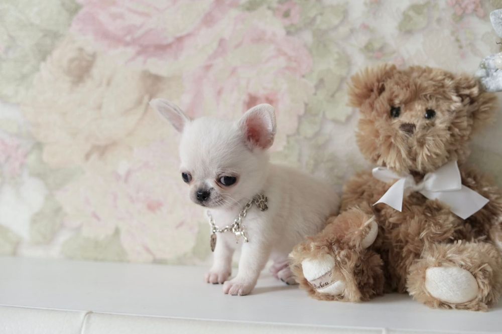 Xxxxs chihuahua fci chłopak