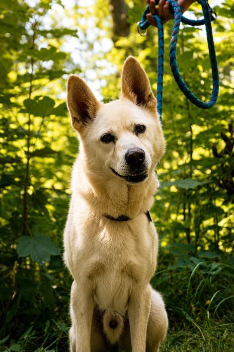 Mix husky- biały Max czeka na dom
