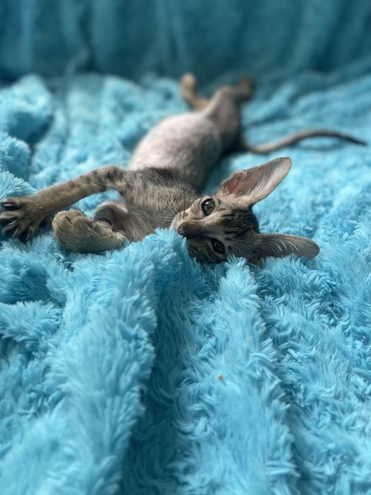 Космічний малюк хлопчик