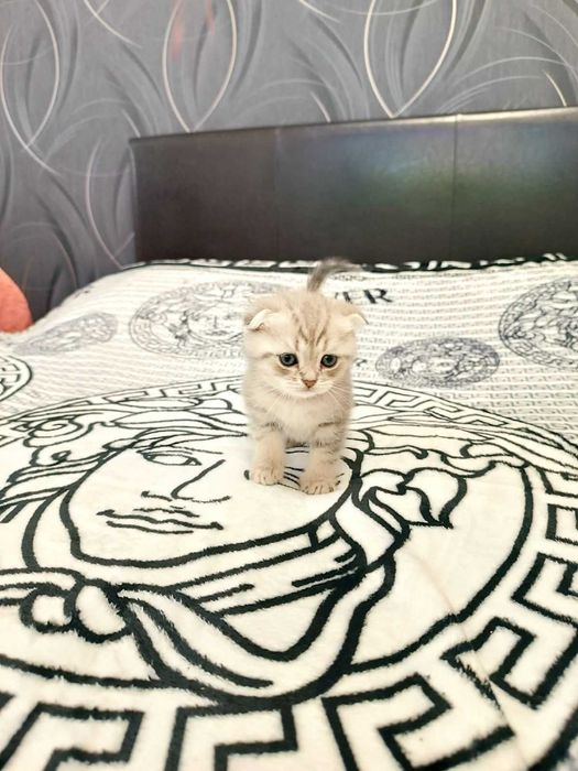 Котик срібна шиншила