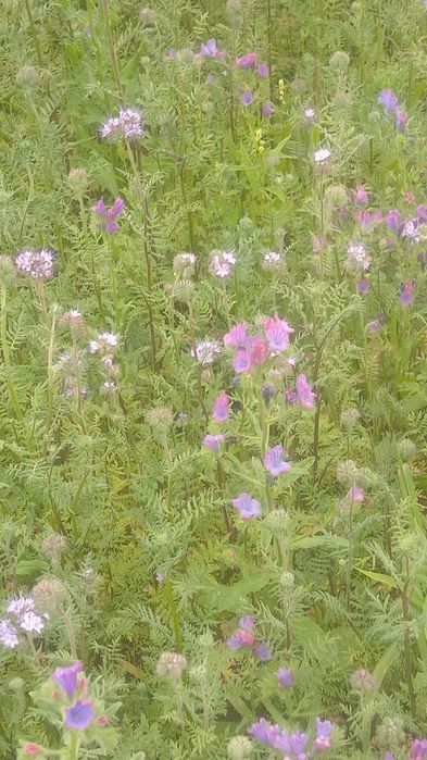 Mieszanka facelia żmijowiec