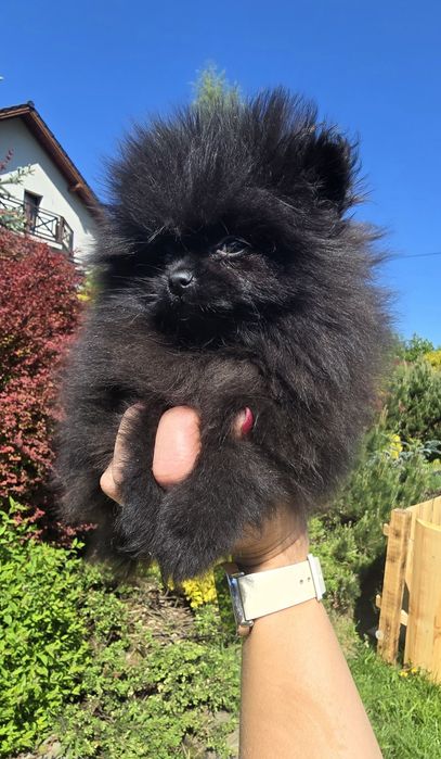 Szpic miniaturowy Pomeranian czarny piesek