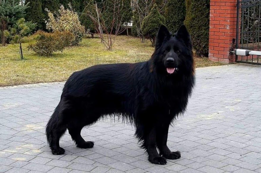 Czarne owczarki staroniemieckiego suczka