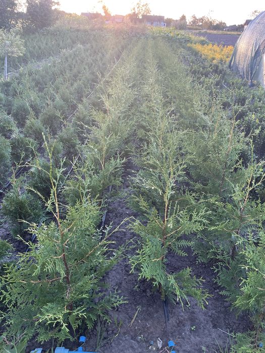 Туя Брабант 60-70 см., самшит,верба Хакуро Нішикі