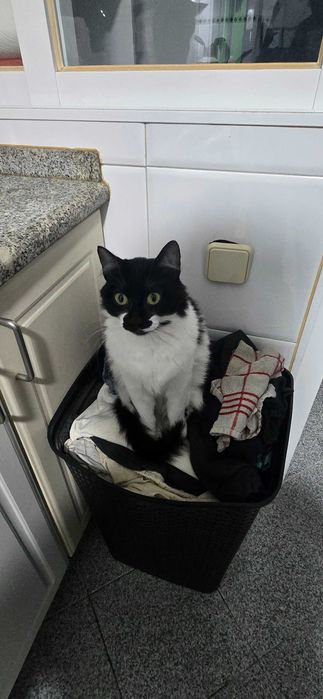 Da se gatinhos com 1 ano
