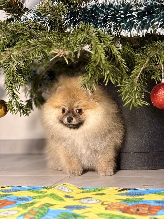 Szpic miniaturowy – śliczna, puszysta dziewczynka