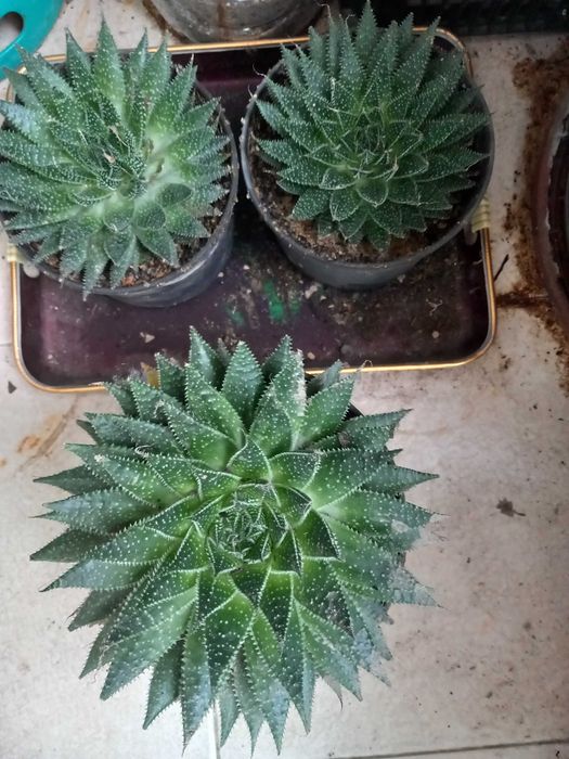 Catos e Aloevera