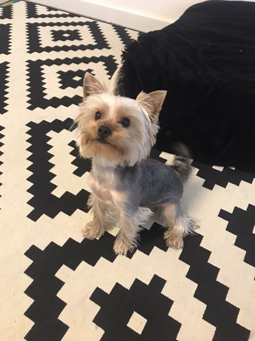 Йорк в’язка