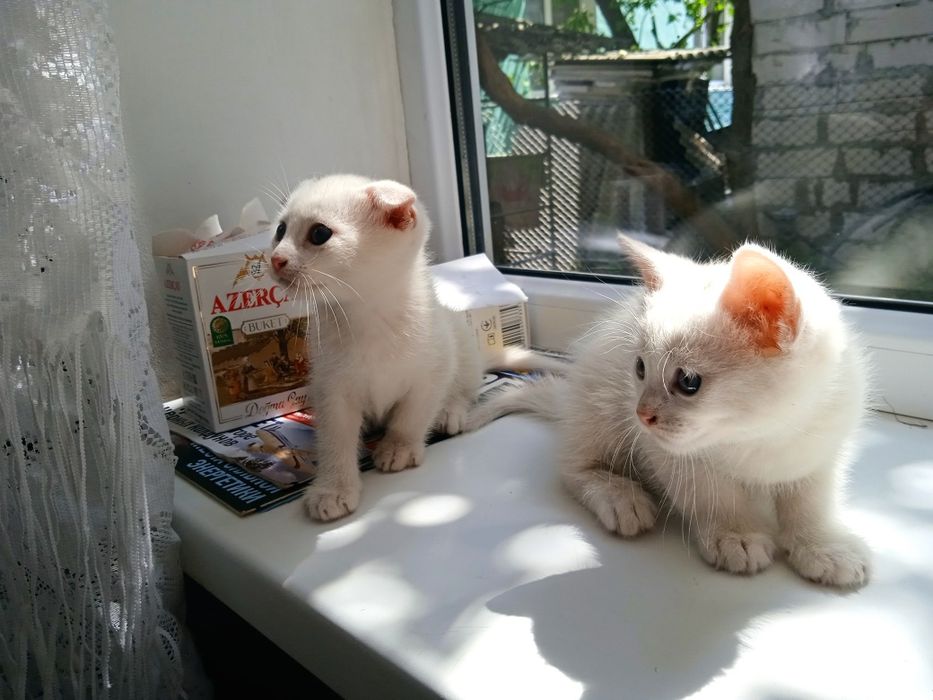 4 маленьких друга ищут семью