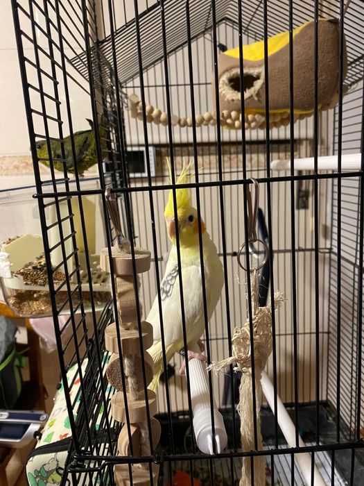 Cedencia de aves mais gaiola