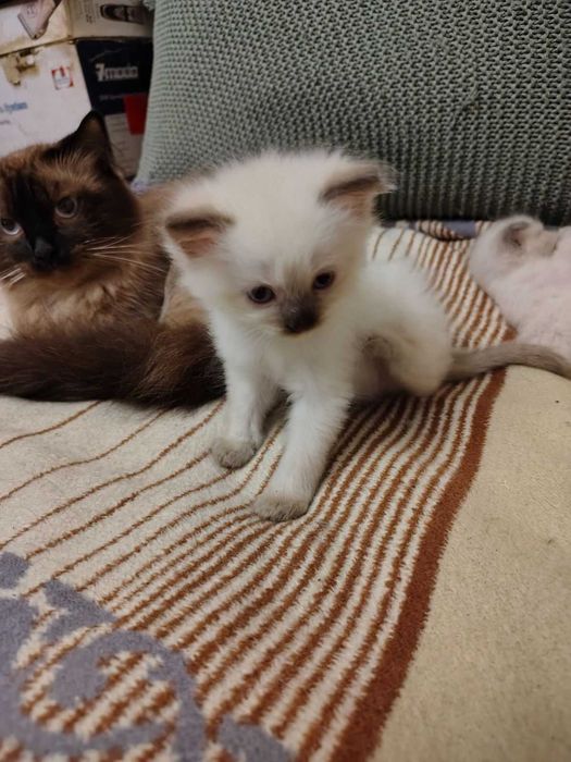 Невский маскарадный котёнок