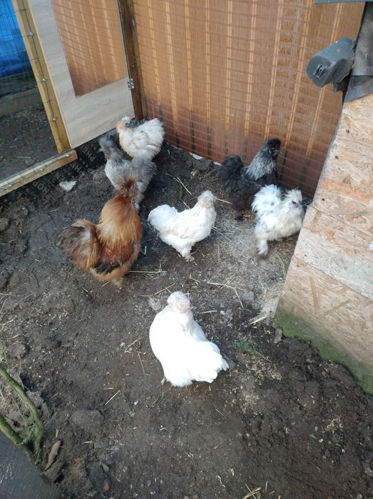 Brahma, Brakle,silki
