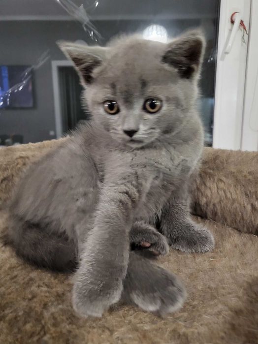 Шотландский котик