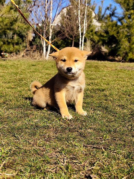 Яскравий Шиба/ Сіба Іну хлопчик