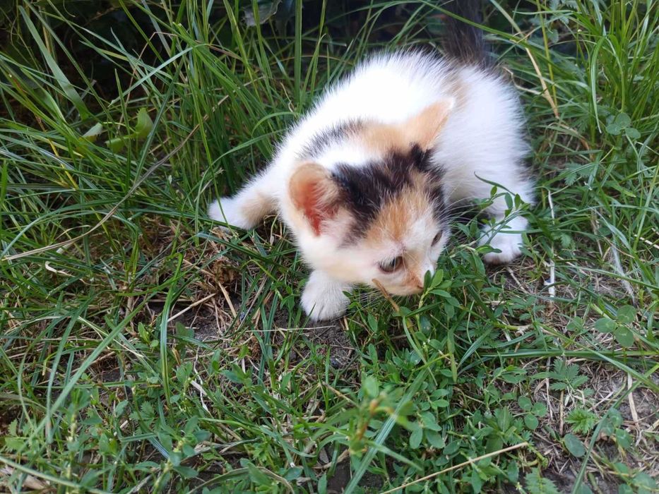 Сибірські котята.