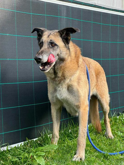 Cao para adoçao (Ralph)