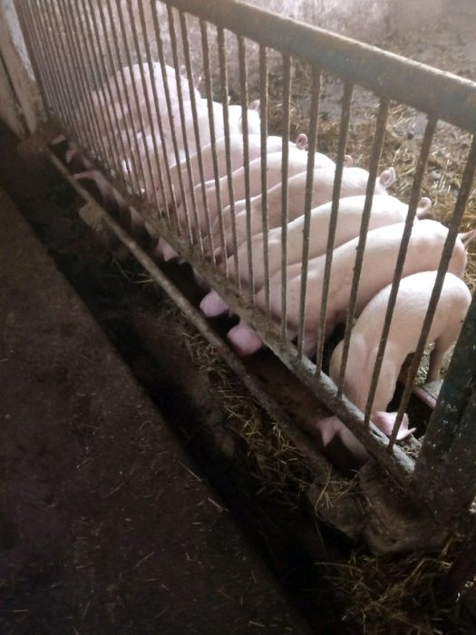 Prosiaki do dalszego chowu