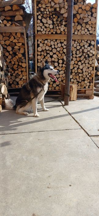 В'язка Сибірський Хаскі.